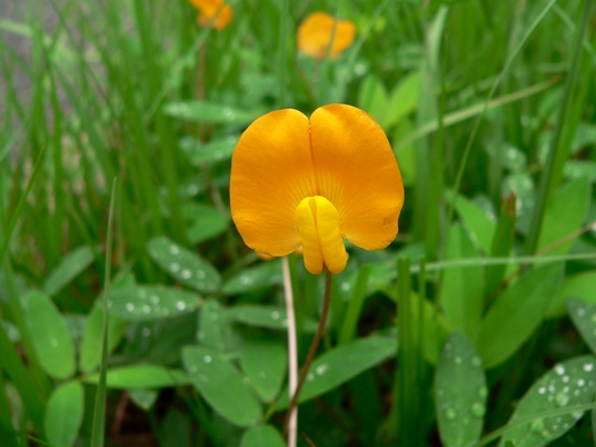 {Arachis glabrata}
